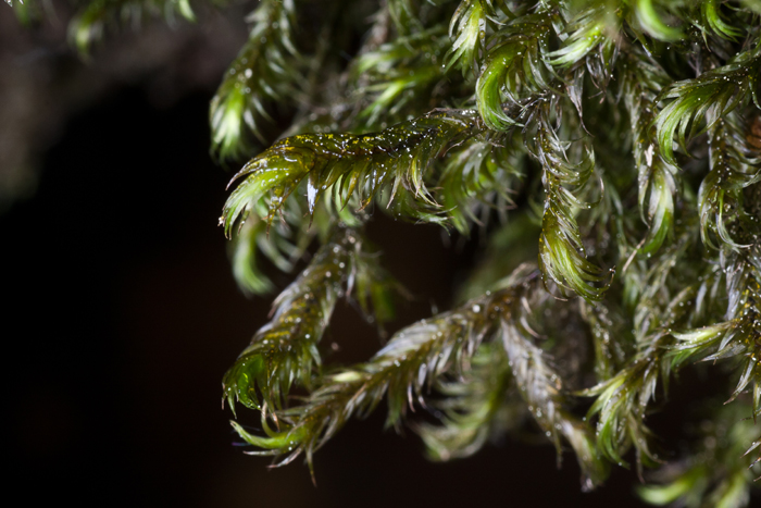 Dichelyma falcatum